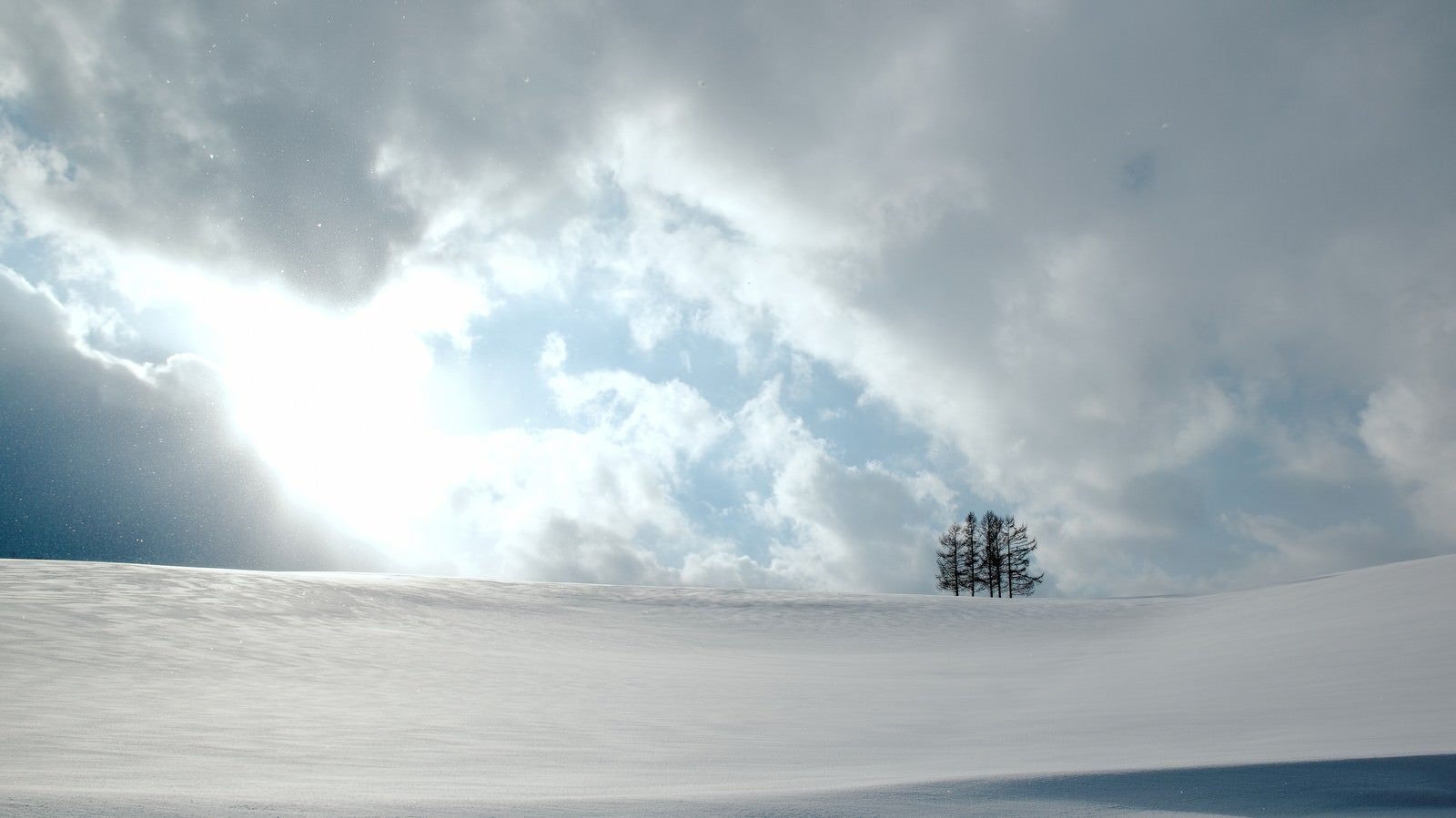 「雪原の中の５本の木」の写真