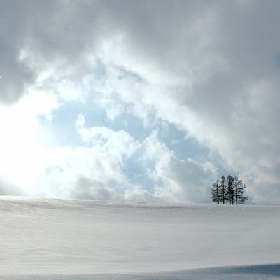 雪原の中の５本の木の写真