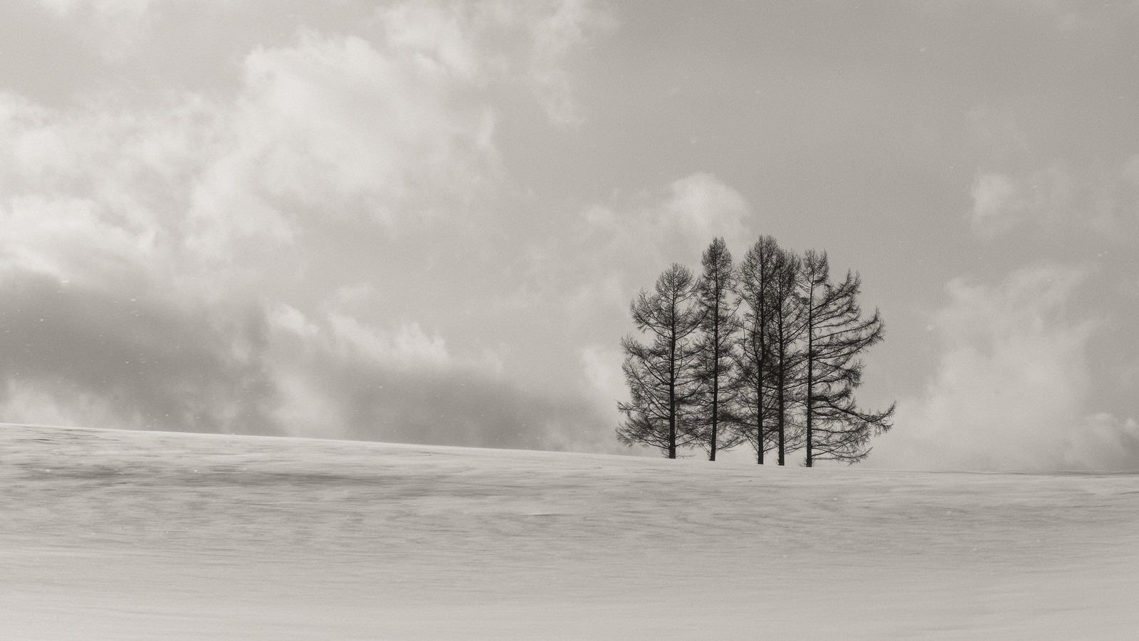 「雪原に生える5本の木」の写真