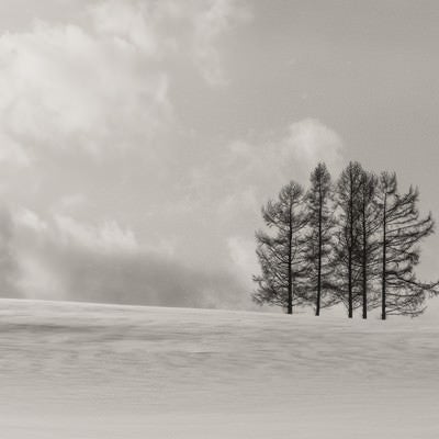 雪原に生える5本の木の写真
