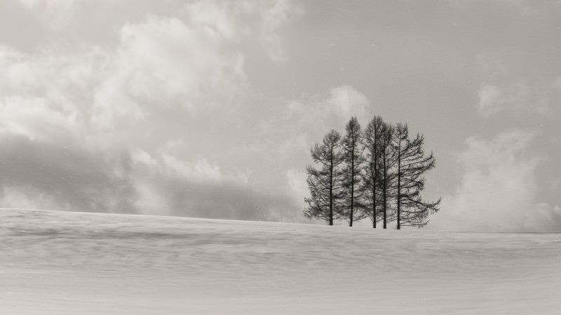 雪原に生える5本の木の写真