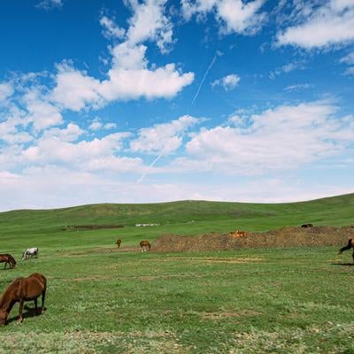 モンゴルの広大な草原で草を食む馬たちの写真