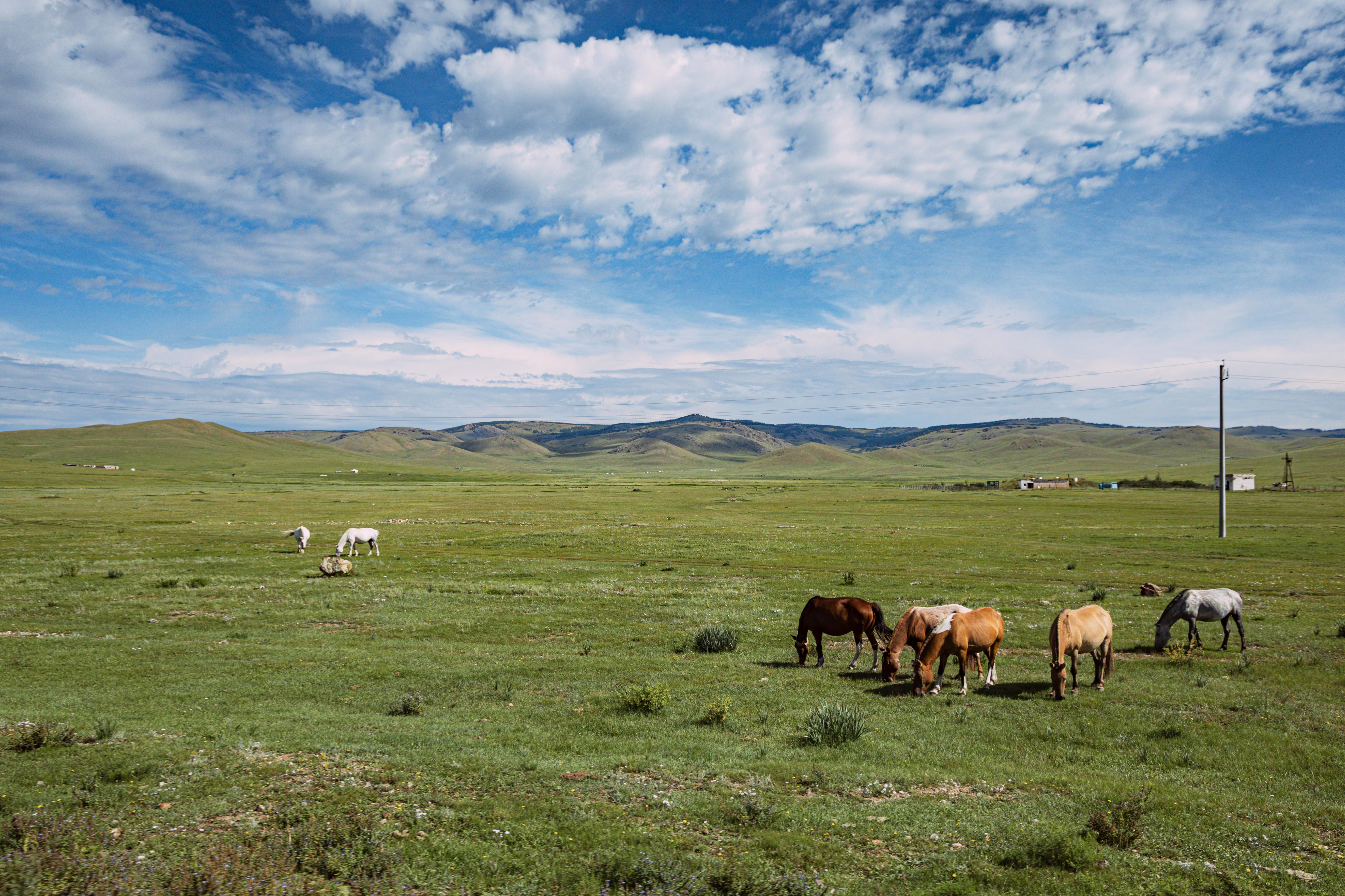 馬のいる景色 馬のいる景色の写真素材 - PIXTA