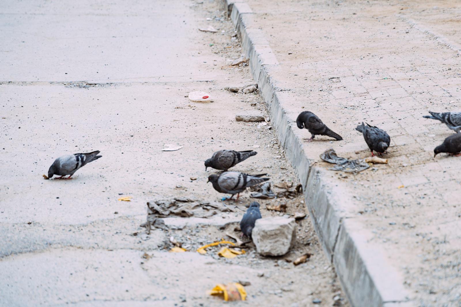 「静かな街の片隅で餌をついばむ鳩たち」の写真