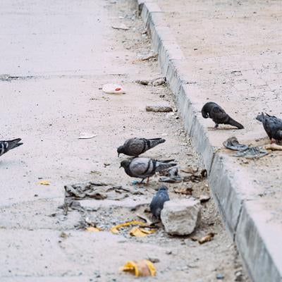 静かな街の片隅で餌をついばむ鳩たちの写真