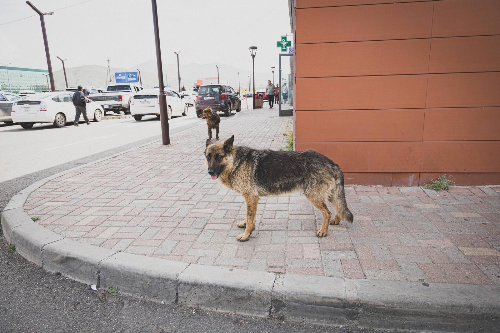 「駐車場をうろつく野良犬たち」の写真