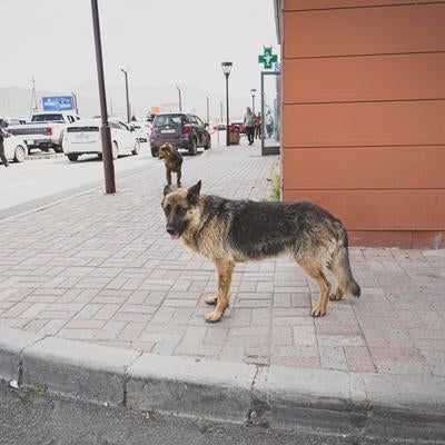 駐車場をうろつく野良犬たちの写真