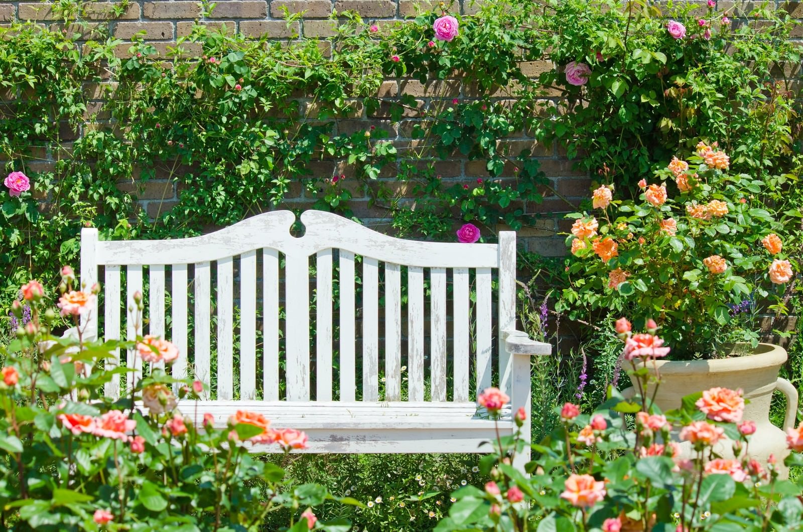 「バラに囲まれた白いベンチ」の写真