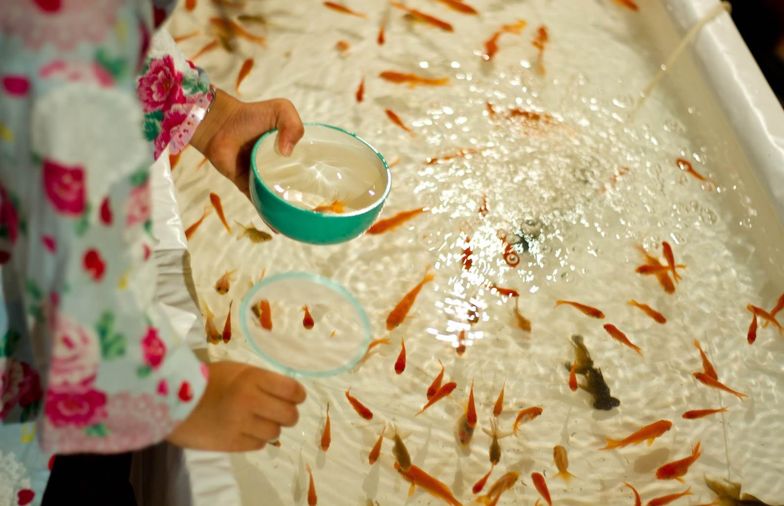「金魚すくいをする子供」の写真