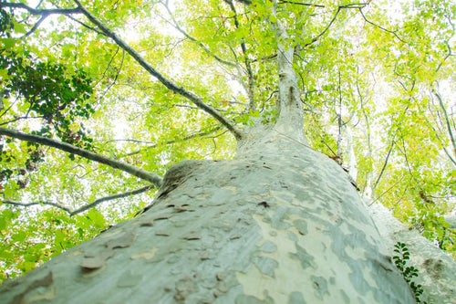 木を見上げると溢れる緑と木漏れ日の写真