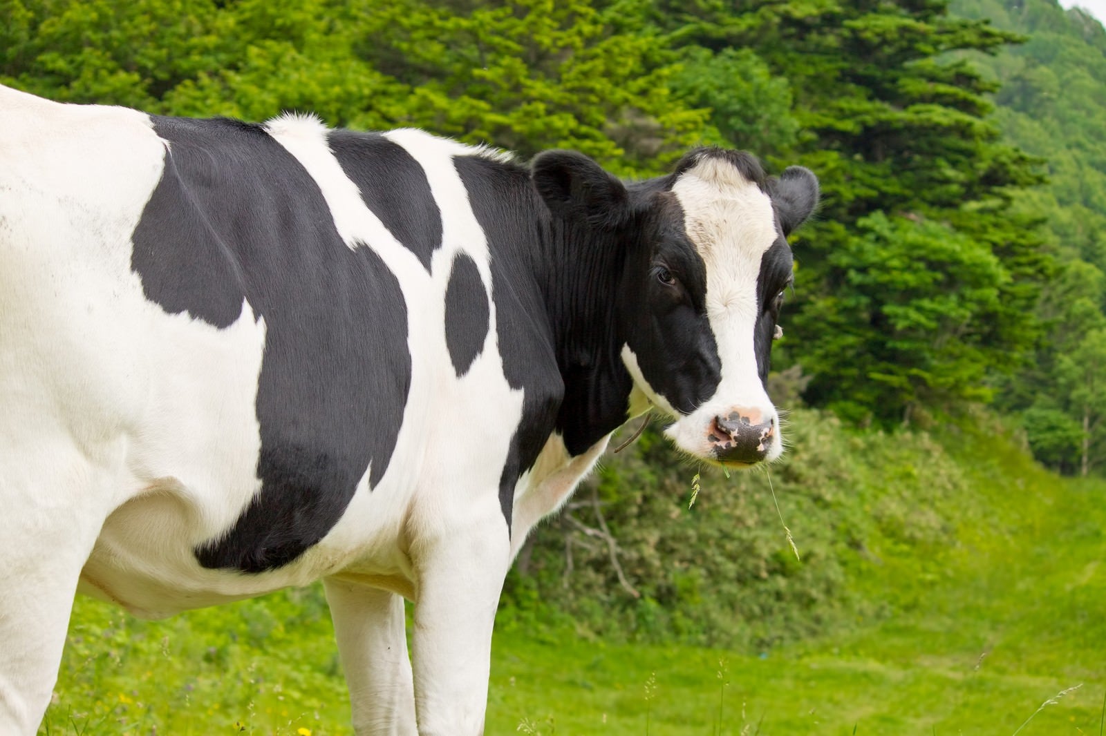 「ムシャムシャする牛さん」の写真