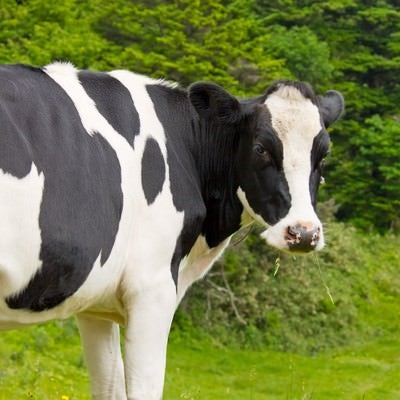 ムシャムシャする牛さんの写真