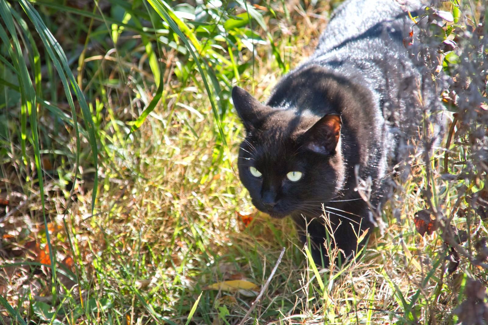 「藪から出てきた黒猫」の写真