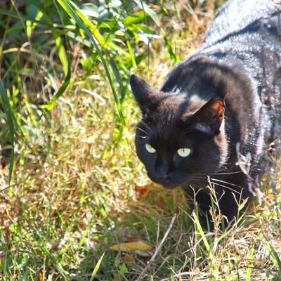 藪から出てきた黒猫の写真