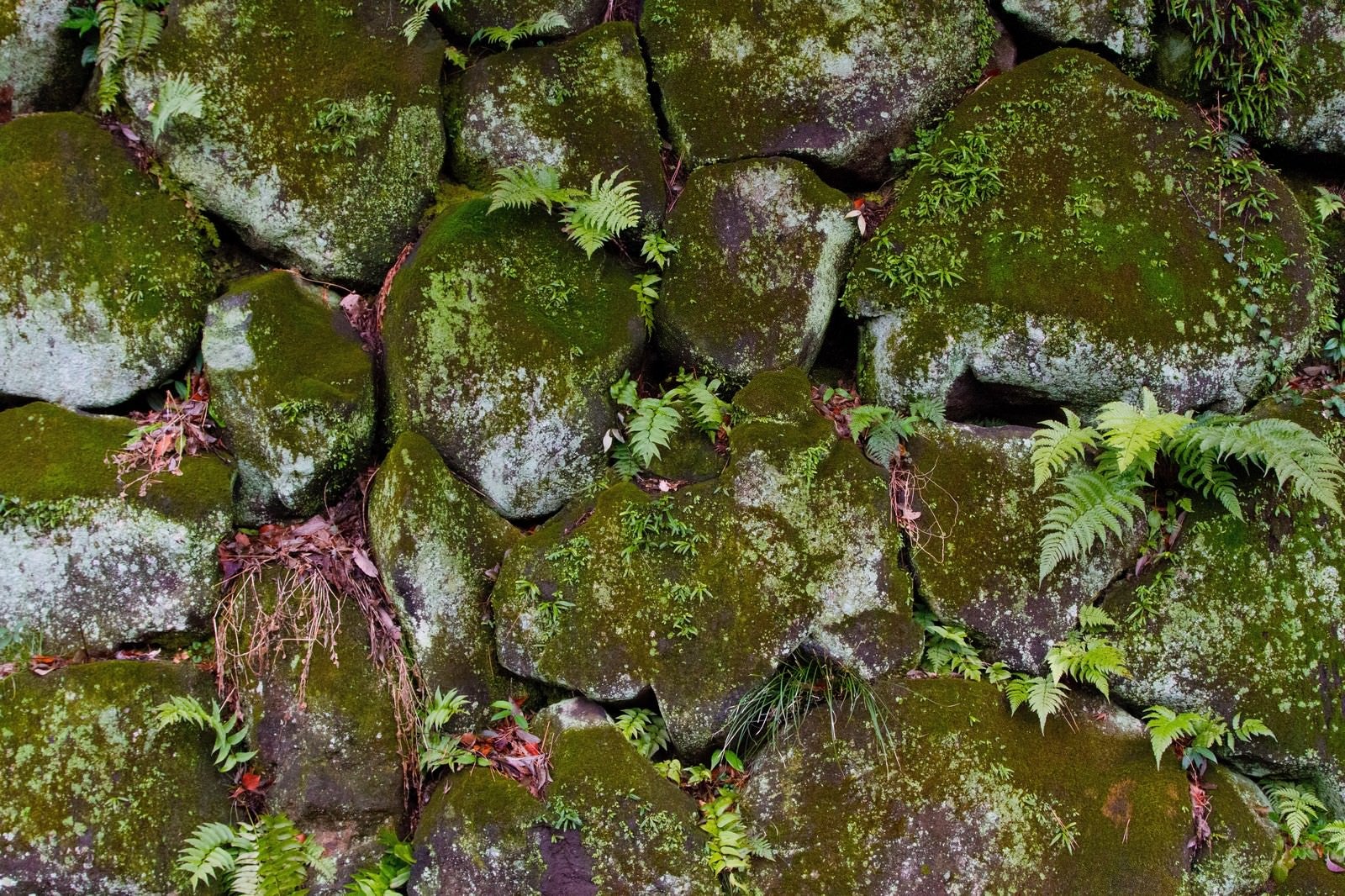 「雑草が生えたボロボロの石垣」の写真