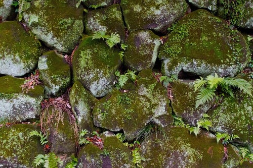 雑草が生えたボロボロの石垣の写真
