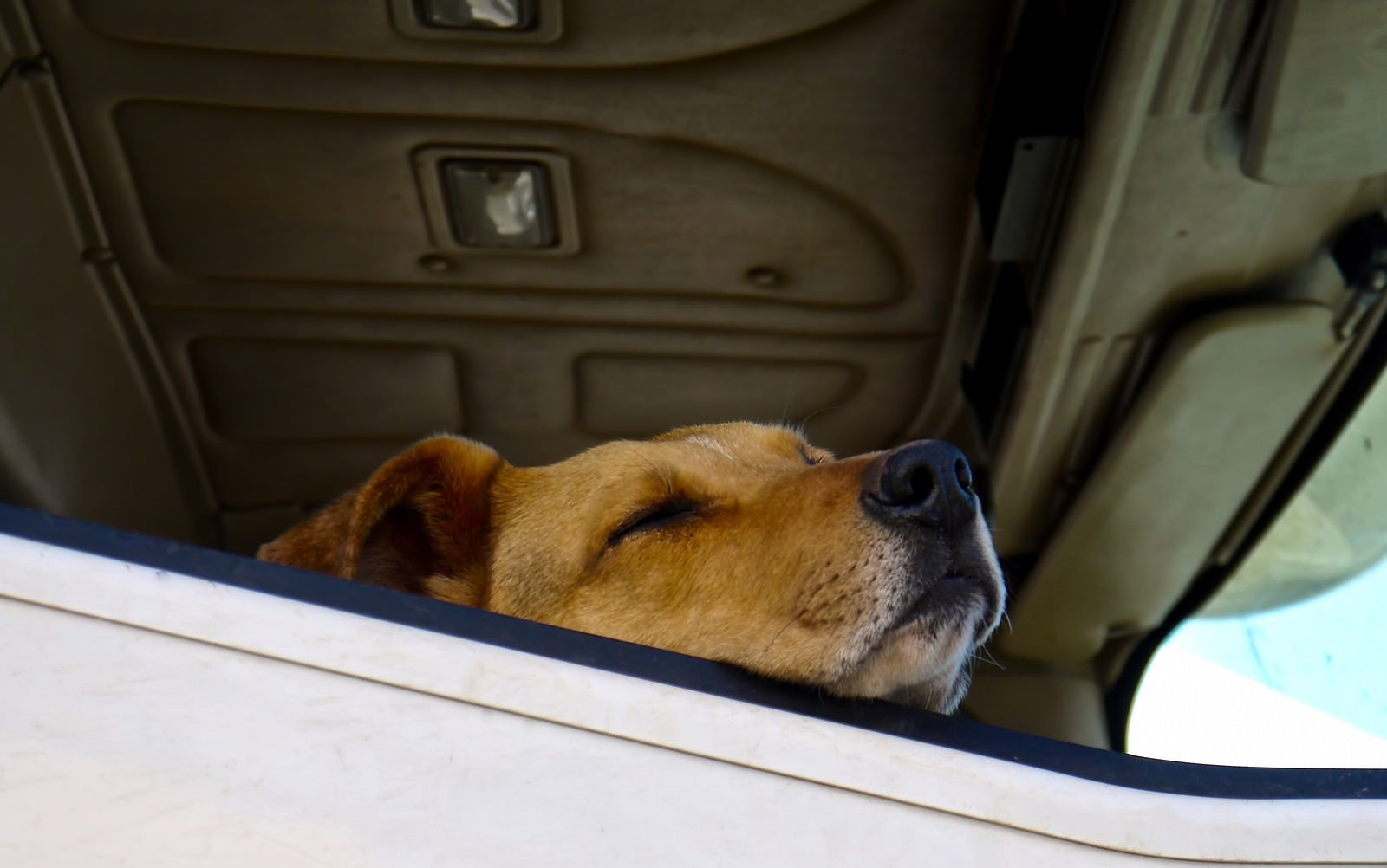 「車の窓で居眠りする犬」の写真