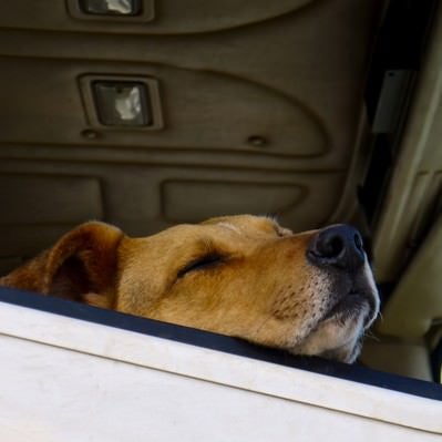 車の窓で居眠りする犬の写真