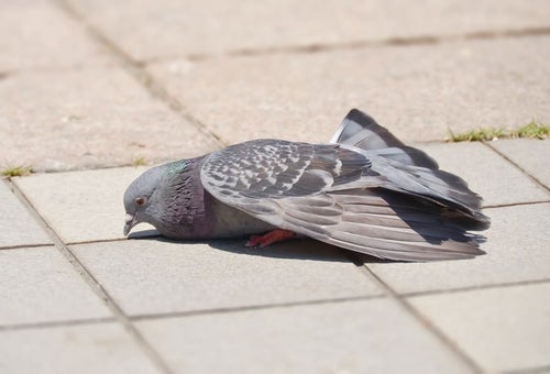 疲れた鳩の写真