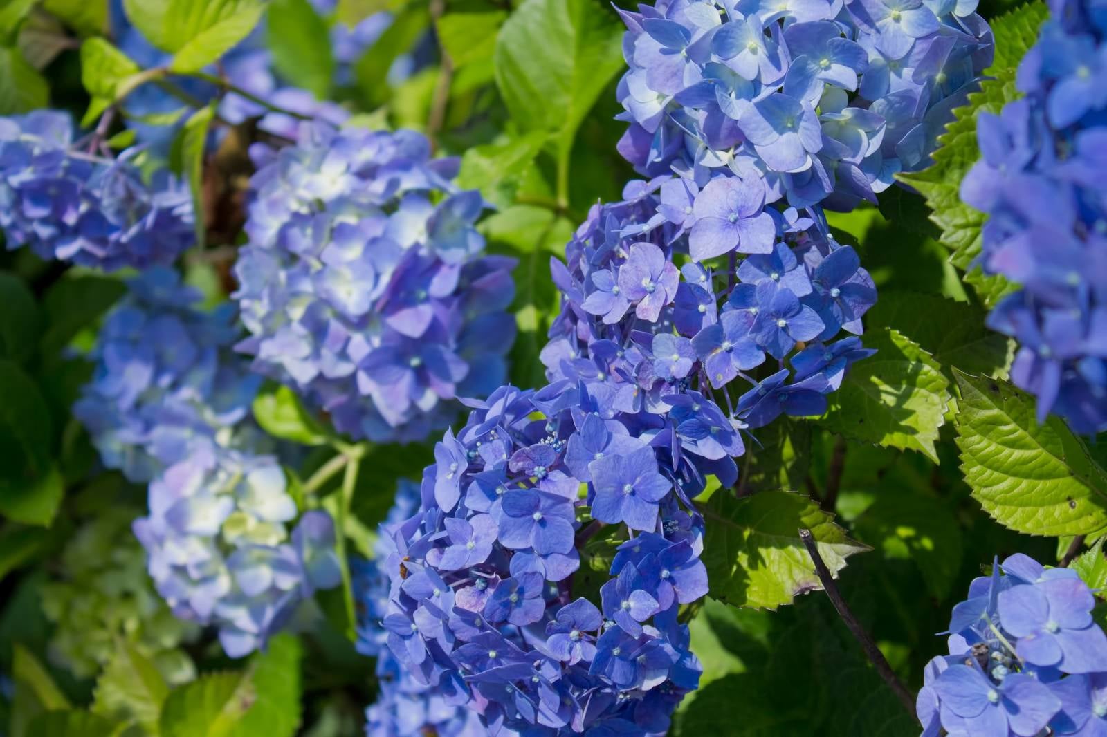 「青い紫陽花」の写真