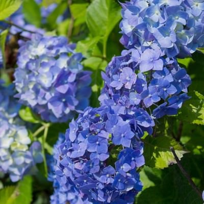 青い紫陽花の写真