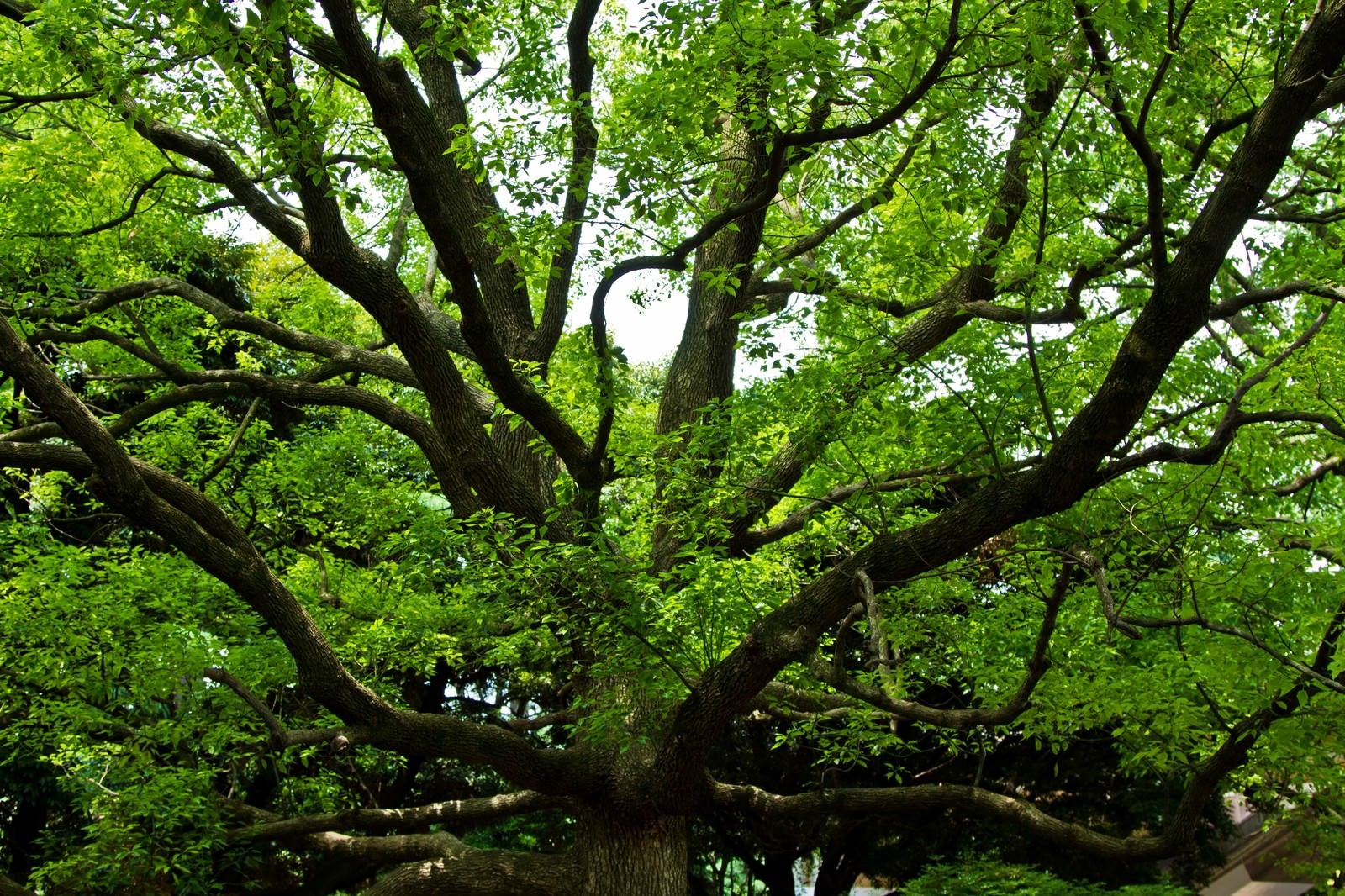 「晴れた緑と大きな樹木」の写真