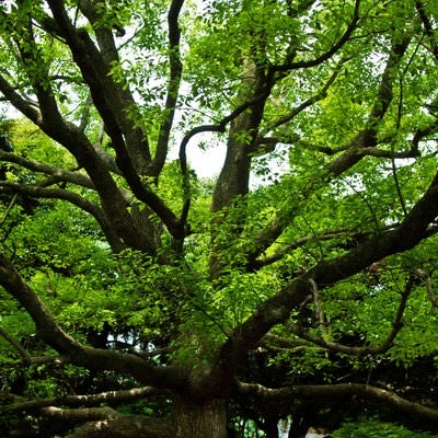 晴れた緑と大きな樹木の写真