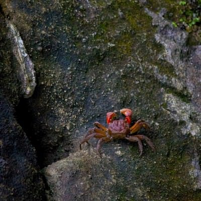岩場を歩く小さな蟹の写真
