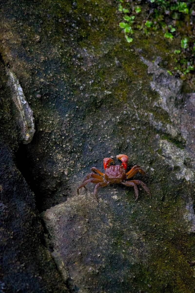 「岩場を歩く小さな蟹」の写真