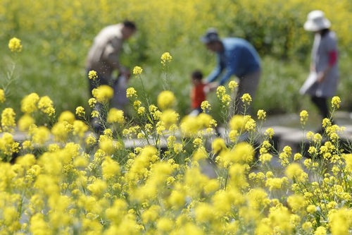 菜の花の飛び散る花粉と家族の写真