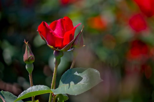 水滴が光る赤い薔薇の写真