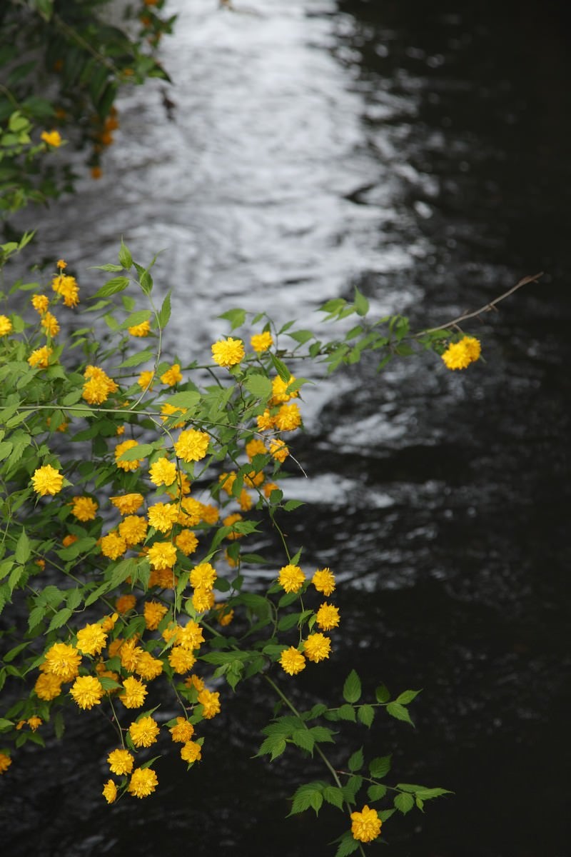 「川の光と黄色い花」の写真