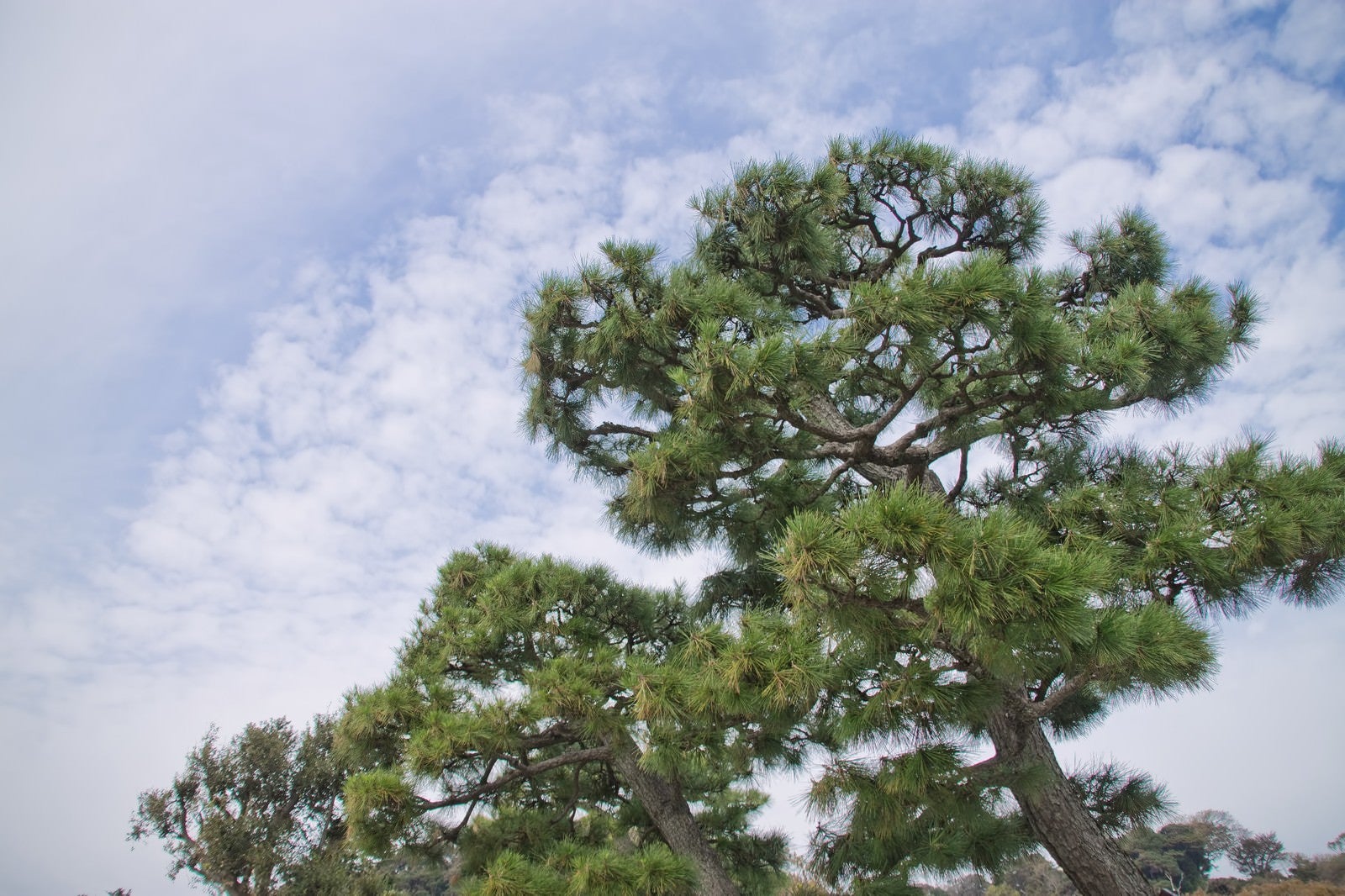「松の木」の写真