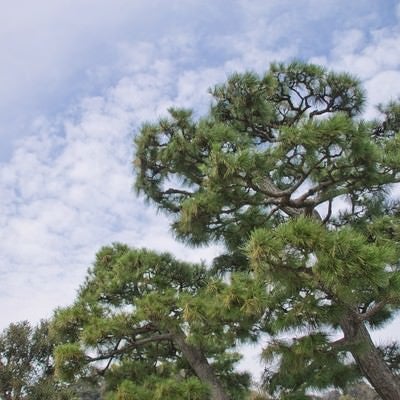 松の木の写真