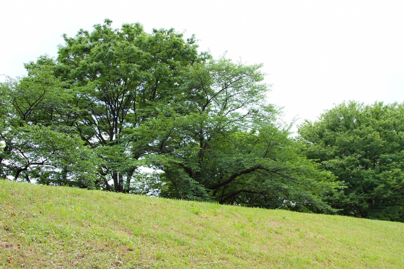 「丘の上の樹木」の写真