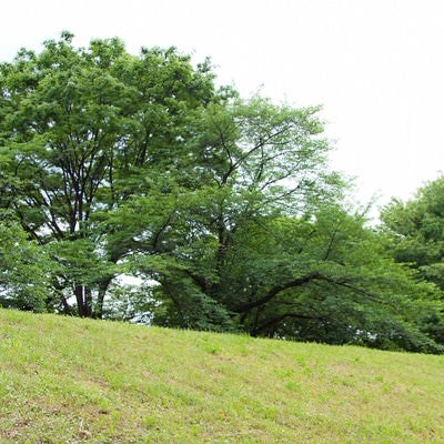 丘の上の樹木の写真