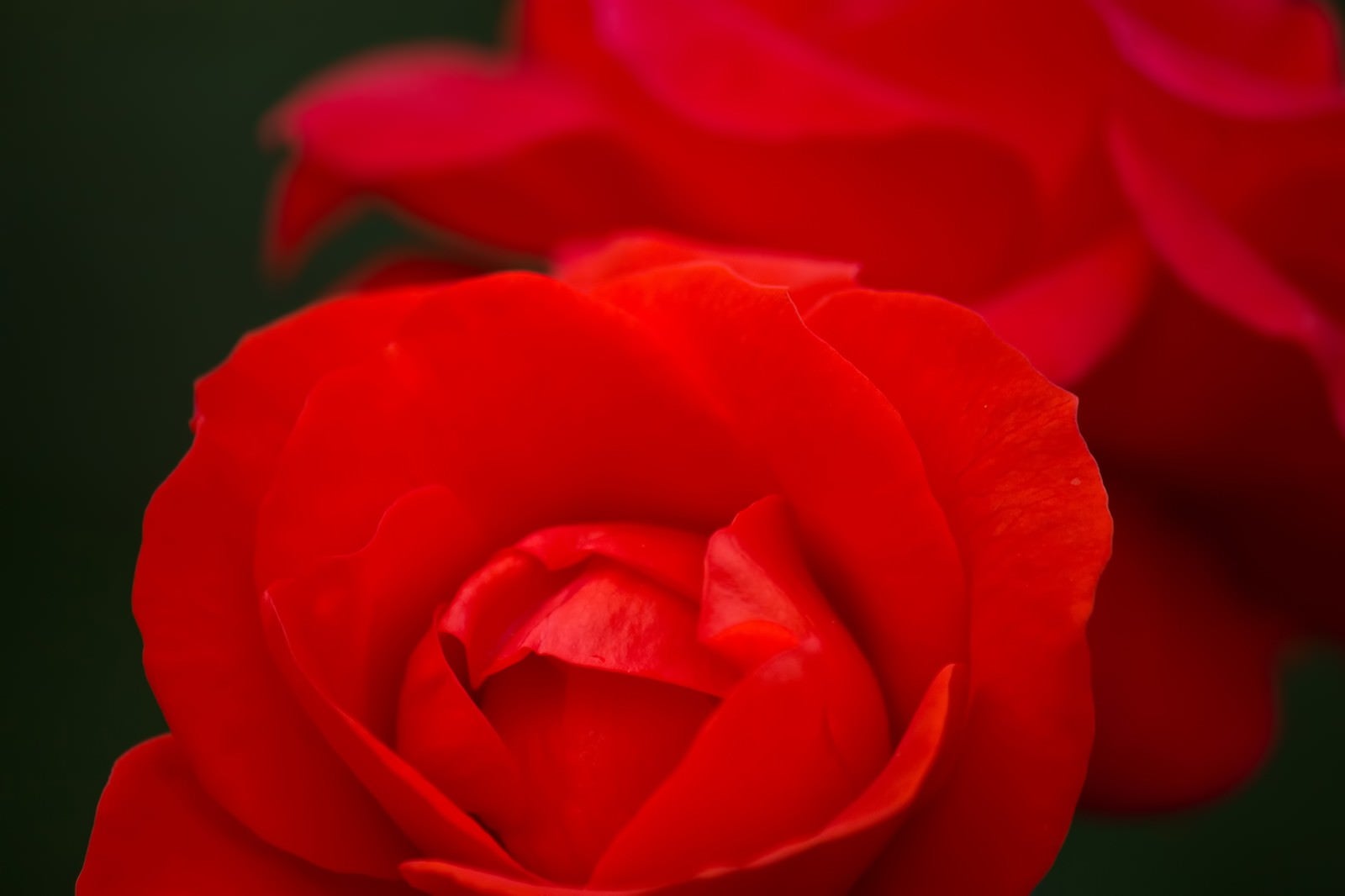 「赤いバラのアップ」の写真
