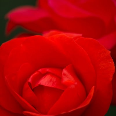 赤いバラのアップの写真