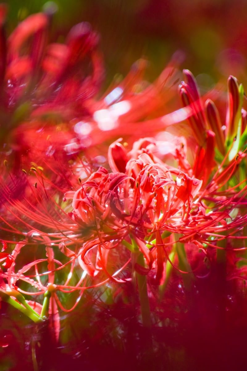 「彼岸花の赤い世界」の写真