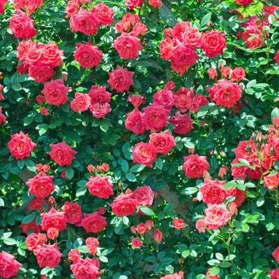 ピンクや赤のバラが壁一面を覆い尽くすバラの壁の写真