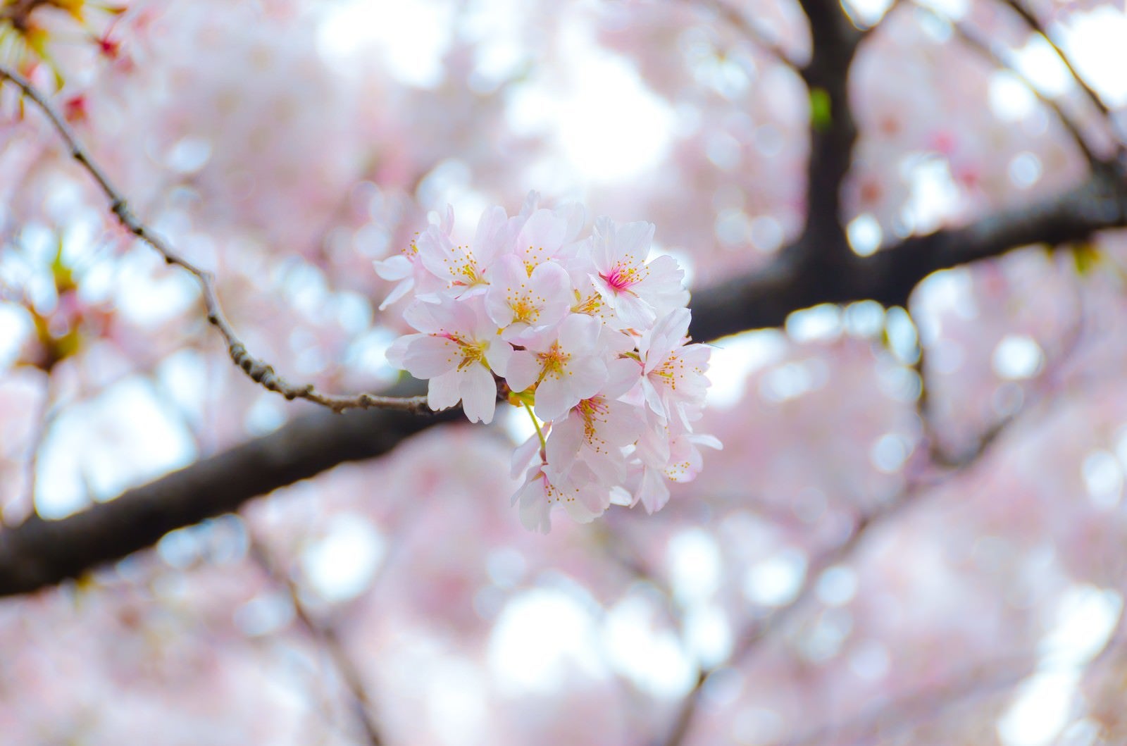 「満開の桜の花」の写真