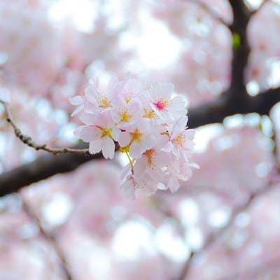 満開の桜の花の写真