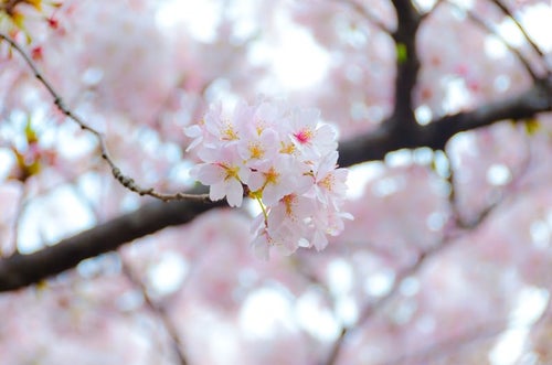 満開の桜の花の写真