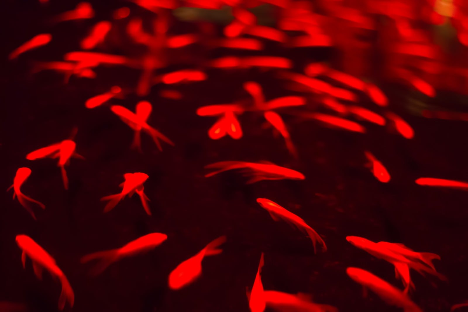 「暗闇の中で泳ぐ赤い金魚」の写真