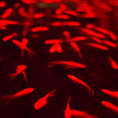 暗闇の中で泳ぐ赤い金魚の写真
