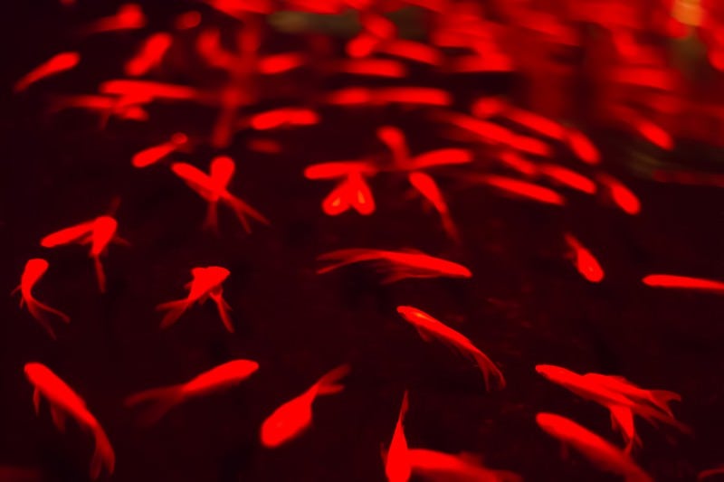 暗闇の中で泳ぐ赤い金魚の写真