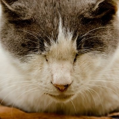 猫の寝顔の写真