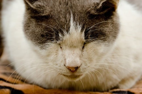 猫の寝顔の写真