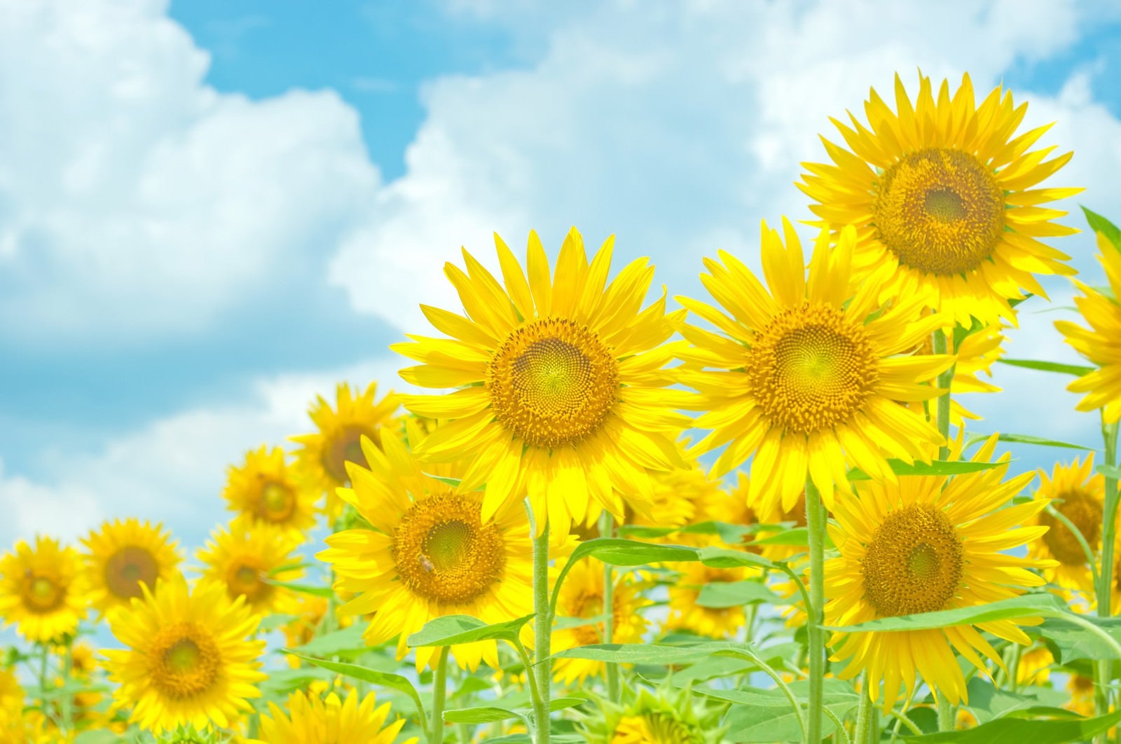 「青空と黄色い向日葵」の写真