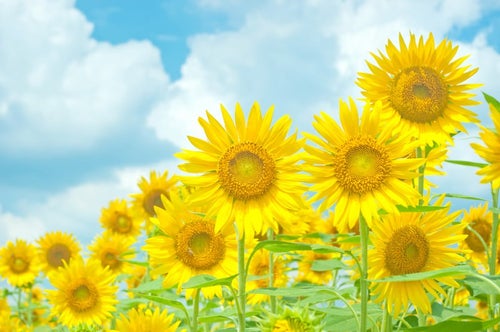 青空と黄色い向日葵の写真
